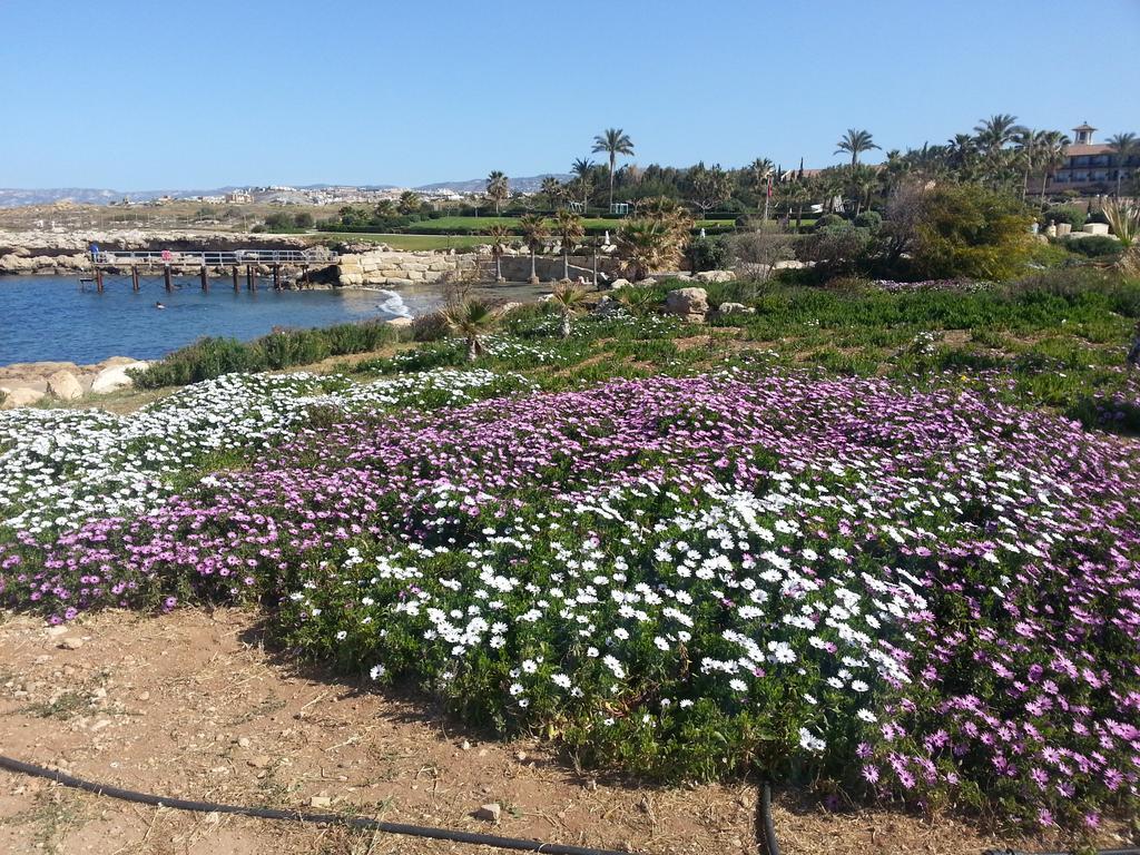 Faros Beach Pafos Dış mekan fotoğraf